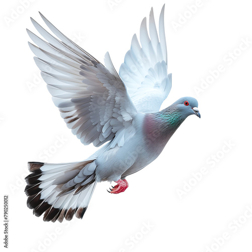 dove flying isolated against transparent background © bmf-foto.de