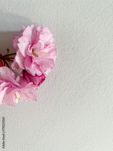 pink sakura on an old paper