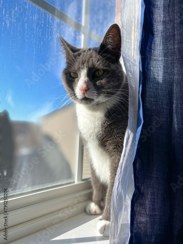 cat on the window