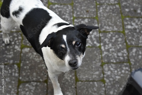Black and white dog