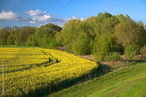 Krajobraz kwietniowy pól i łąk położony na terenie w pobliżu rzeki Wisły photo