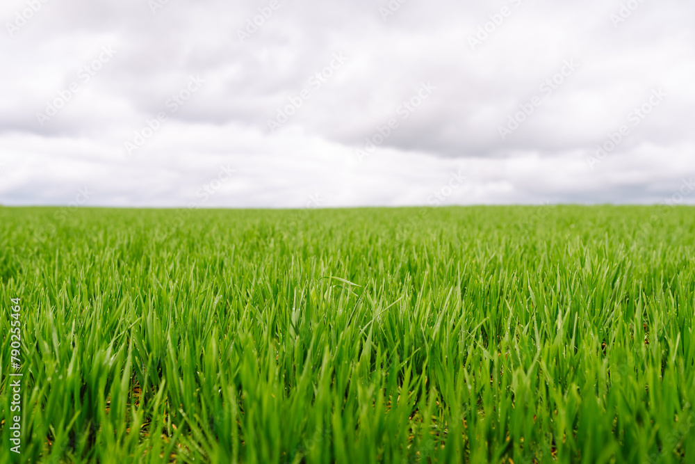 Rural landscape of young green wheat. The concept of agriculture, ecology, gardening Rural landscape of young green wheat. The concept of agriculture, ecology, gardening