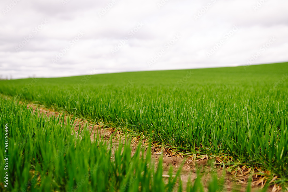 Rural landscape of young green wheat. The concept of agriculture, ecology, gardening