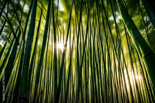 bamboo forest background