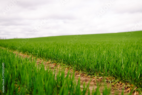 Rural landscape of young green wheat. The concept of agriculture, ecology, gardening