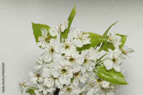 Close-up of the white flowers of the Bradford pear, Pyrus calleryana,  an ornamental plant native to Asia that is widely planted in urban and suburban areas in the united states. 