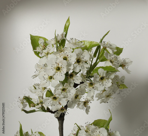 Close-up of the white flowers of the Bradford pear, Pyrus calleryana,  an ornamental plant native to Asia that is widely planted in urban and suburban areas in the united states. 