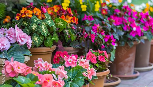 Blooming colorful begonia flowers and annuals in pots on the terrace.