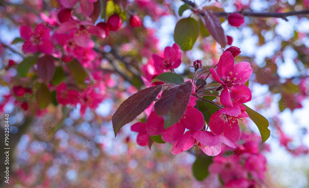 Japanese sakura blossom, spring season image
