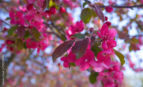 Obraz na płótnie Japanese sakura blossom, spring season image w salonie