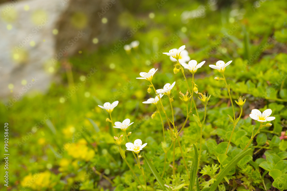 A beautiful, sun-drenched spring-summer meadow. Natural colorful panoramic landscape with many wild flowers