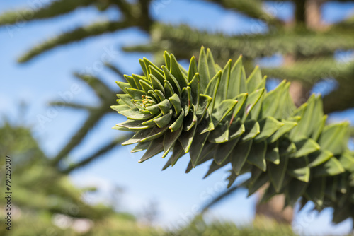 Obraz na płótnie Close-up of a thorny green branch of Araucaria araucana, monkey puzzle tree, monkey tail tree or Chilean pine in Krasnodar landscape city park or Galitsky park. w salonie