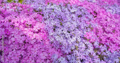 Top view of pink, lilac moss phlox Phlox subulata in spring flower garden. Floral background