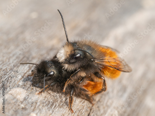 Nahaufnahme von zwei  Gehörnte Mauerbiene (Osmia cornuta). Sie sitzen zur Paarung auf einem Stück Holz. photo
