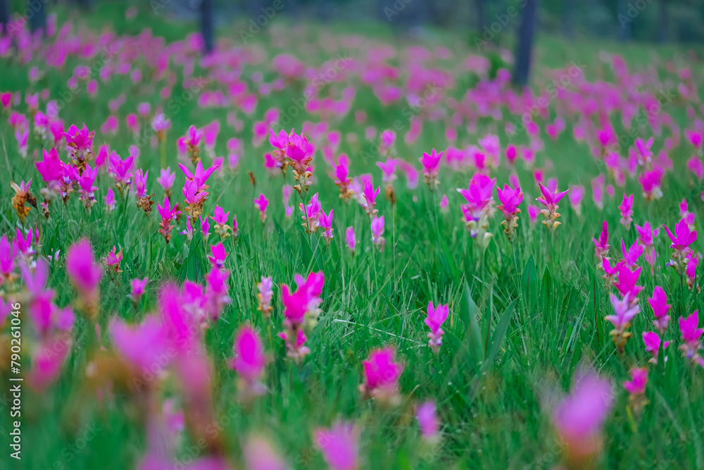Siam Tulip flowers on the ground at Saithong National Park, Thailand Siam Tulip flowers on the ground at Saithong National Park, Thailand