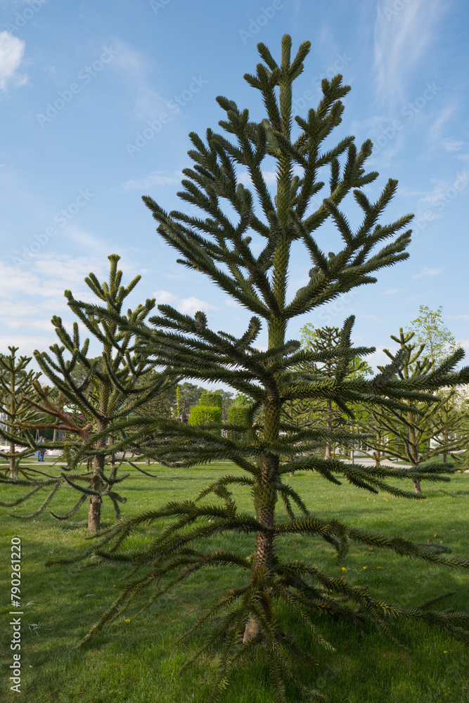 Close-up of a thorny green branch of Araucaria araucana, monkey puzzle tree, monkey tail tree or Chilean pine in Krasnodar landscape city park or Galitsky park.