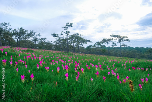 Siam Tulip flowers on the ground at Saithong National Park  Thailand