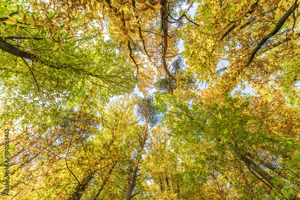 Admiring the amber hues of deciduous tree leaves in the natural landscape Admiring the amber hues of deciduous tree leaves in the natural landscape