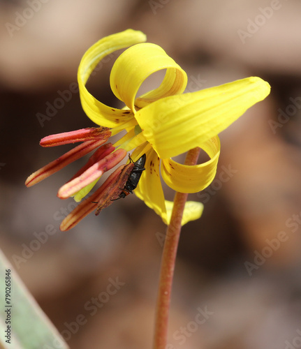 Close-up of a yellow trout-lily flower (Erythronium americanum) with a small black beetle pollinating the flower. 