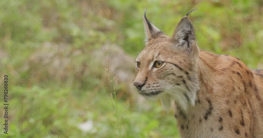 The Eurasian lynx (Lynx lynx) in the forest. The Eurasian lynx (Lynx lynx) in the forest.