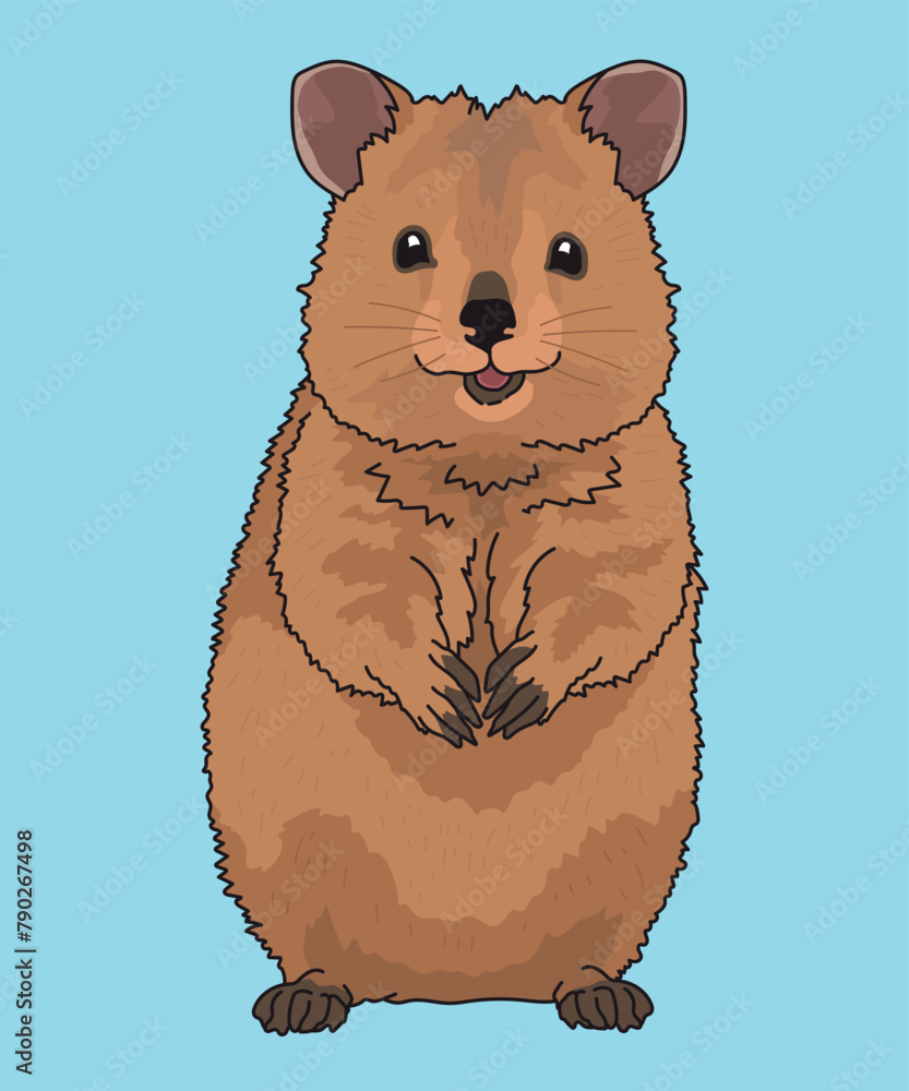 Quokka Kangaroo Standing Front View Quokka Kangaroo Standing Front View