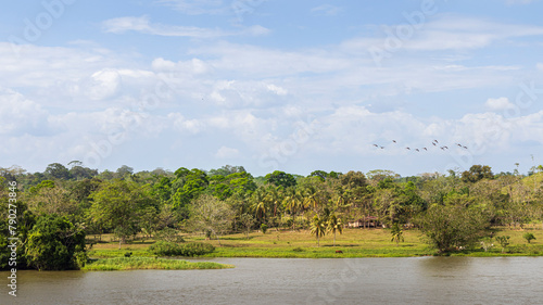 Rainforerst landscape with a diveresity of green trees and flying birds along the San Juan river in Nicaragua