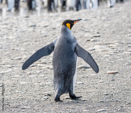 ein K  nigspinguin schreitet   ber den Strand