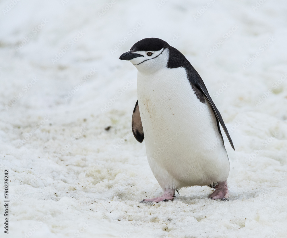 Fototapeta premium Zügelpinguin stehend im Schnee
