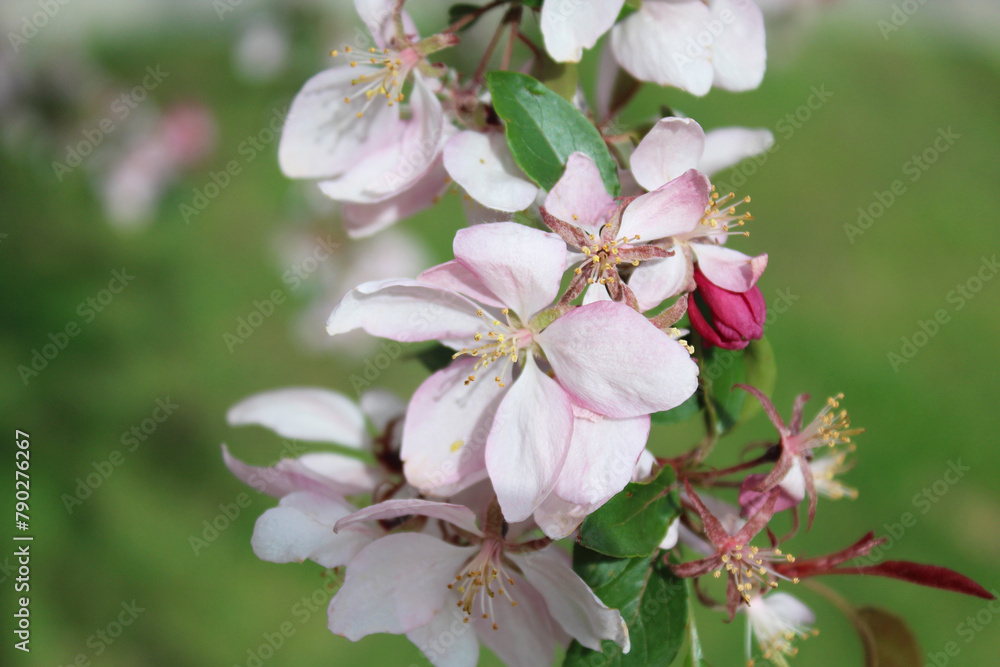  apple tree with pink flowers, blooming trees in spring, delicate flowers on trees close-up