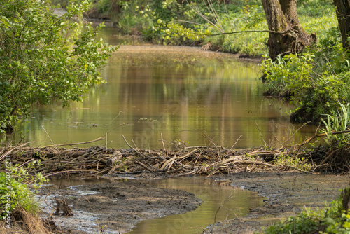 Beaver dam  genus Castor  on the river in the forest. Photo from Milicz Ponds in Poland.