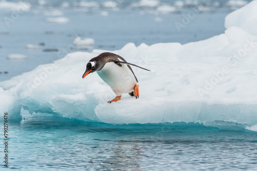 Eselspinguin springe von einer Eisscholle ins Meer