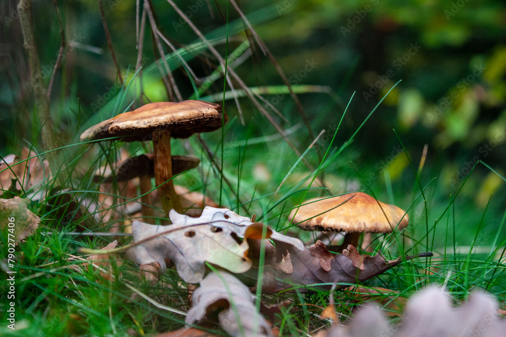 Fototapeta premium Champignons marrons et feuilles mortes