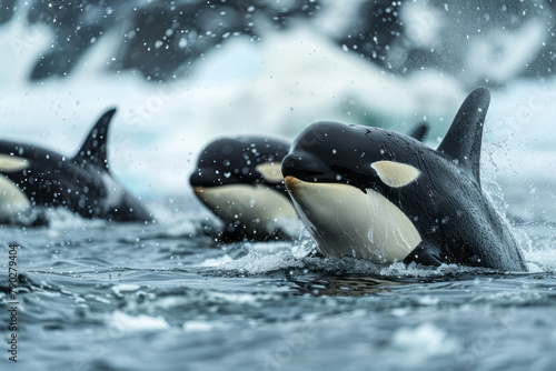 A scene of a pod of orcas hunting cooperatively near an ice floe, their powerful and strategic natur © Natalia