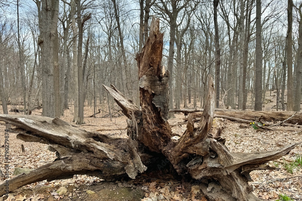 Dead woods among trees in Washington Grove in Cobbs Hill Park in Rochester, New York