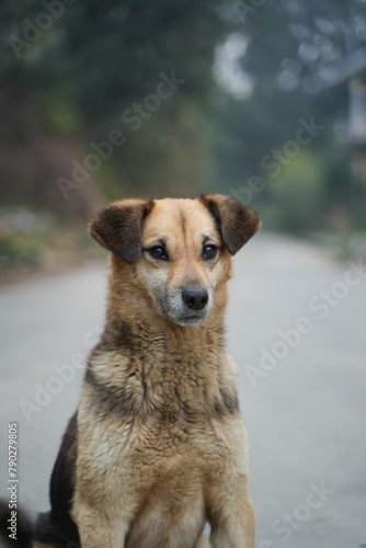 Street dog in cold weather area