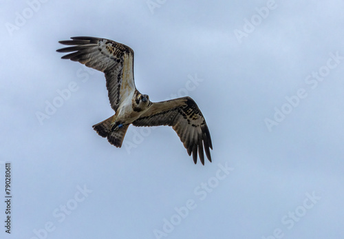 Osprey hovering in the sky