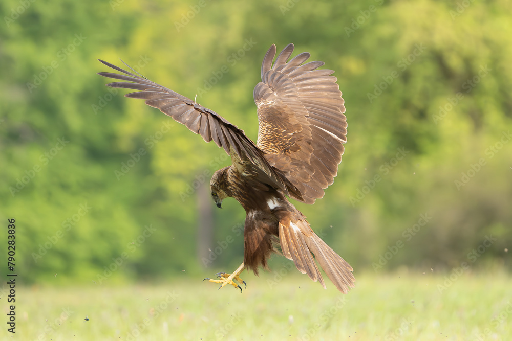 Fototapeta premium Western marsh harrier, Eurasian marsh harrier - Circus aeruginosus with spread wings in flight, landing on ground at green background. Green background. Photo from Lubusz Voivodeship in Poland.