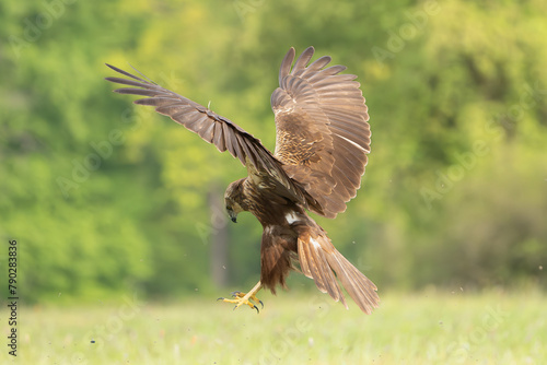 Western marsh harrier, Eurasian marsh harrier - Circus aeruginosus with spread wings in flight, landing on ground at green background. Green background. Photo from Lubusz Voivodeship in Poland.