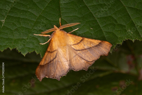 Eschen-Zackenrandspanner, Ennomos fuscantaria , Remscheid, Natur-Schule Grund, 18.08.2023