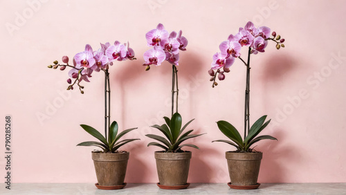 Tree violet flowering ornamental orchid with wide green leaves in brown ceramic pot stands on floor. On background of pink wall with space for text. Exotic houseplant. Copy space.