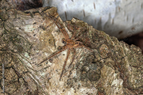 Nosferatuspinne, Zoropsis spinimana, Leverkusen-Opladen, 07.10.2023