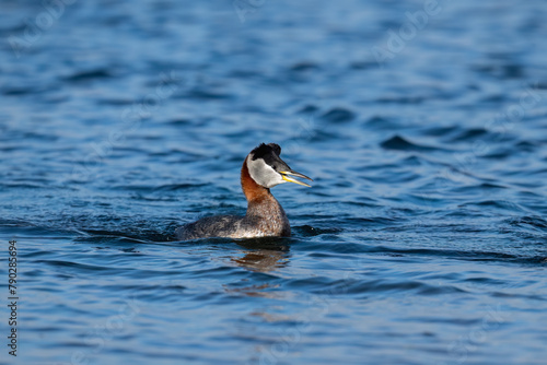 Red Necked Grebe swimming in blue water of the lake