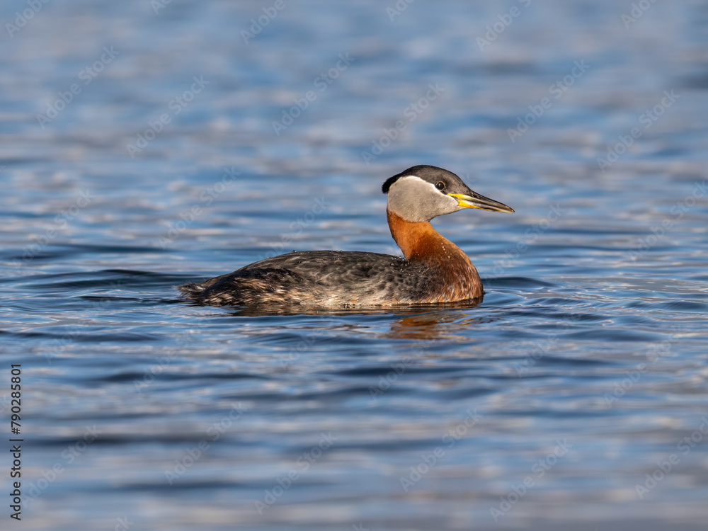 Red Necked Grebe swimming in blue water in the lake Red Necked Grebe swimming in blue water in the lake