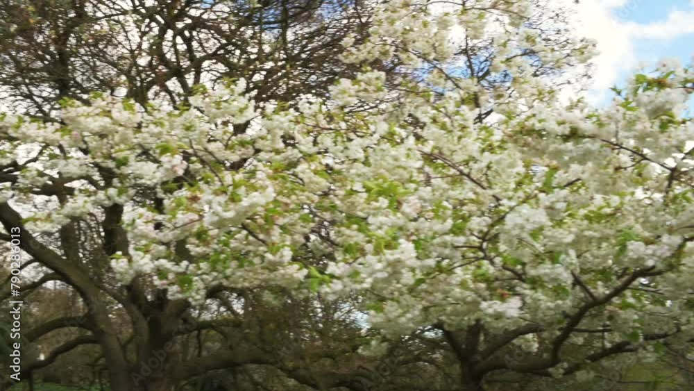 London, UK, 24 March 2024: blooming cherry tree