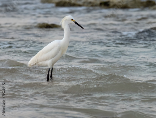 Snowy Egret fishing on the beach of Caribbean sea © FotoRequest