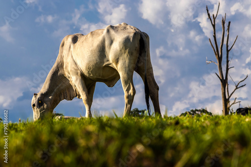 Zebu Nellore cow in the pasture area of a beef cattle farm in Brazil photo