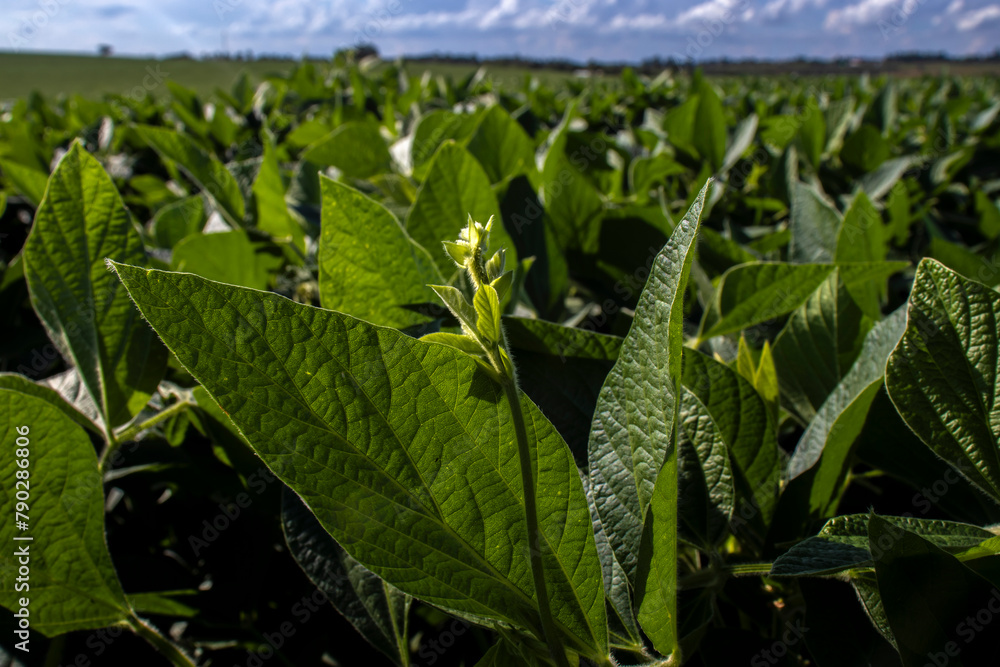 Fototapeta premium Beginning of flowering of a soybean plantation on a farm in Brazil