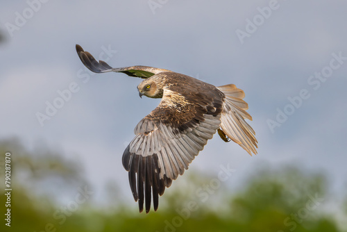 Western marsh harrier, Eurasian marsh harrier - Circus aeruginosus with spread wings in flight, with sky in background. Photo from Lubusz Voivodeship in Poland.