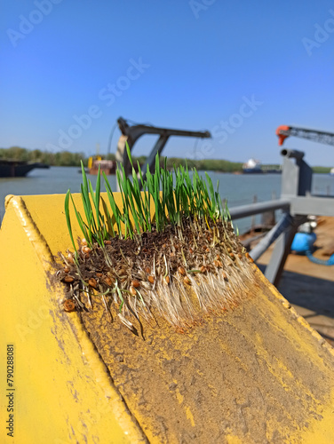 Wheat sprouted on an iron structure. Sprouted wheat