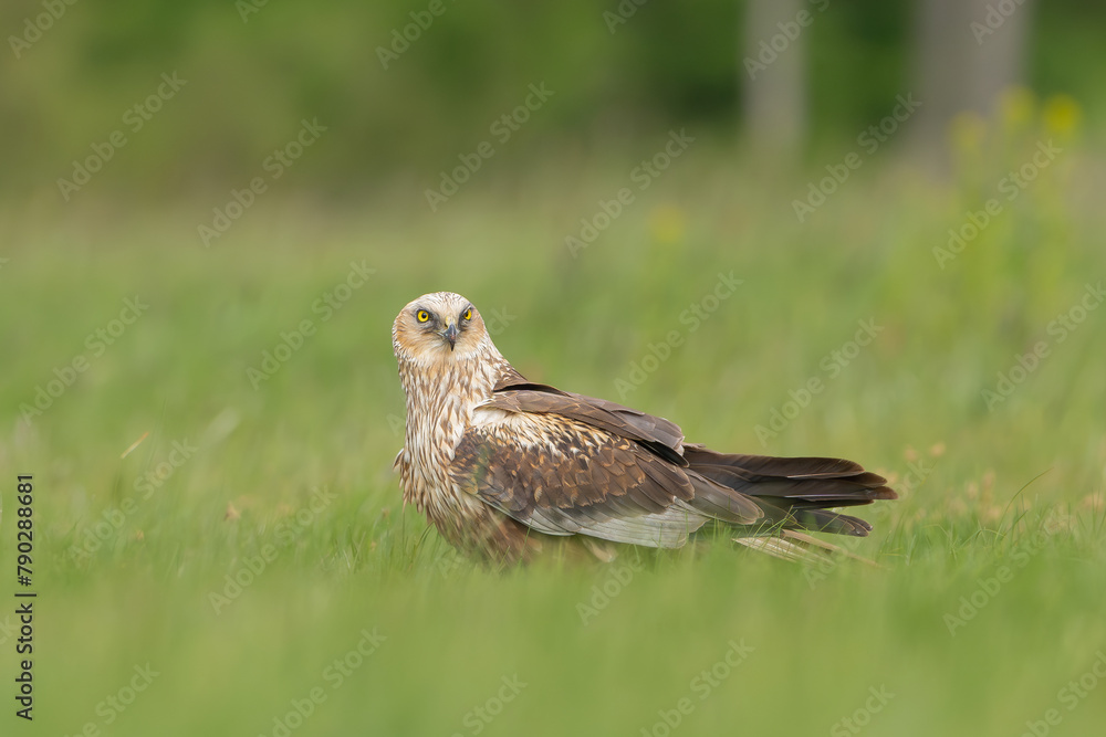 Obraz premium Western marsh harrier, Eurasian marsh harrier - Circus aeruginosus on ground in spring green grass. Green background. Photo from Lubusz Voivodeship in Poland.
